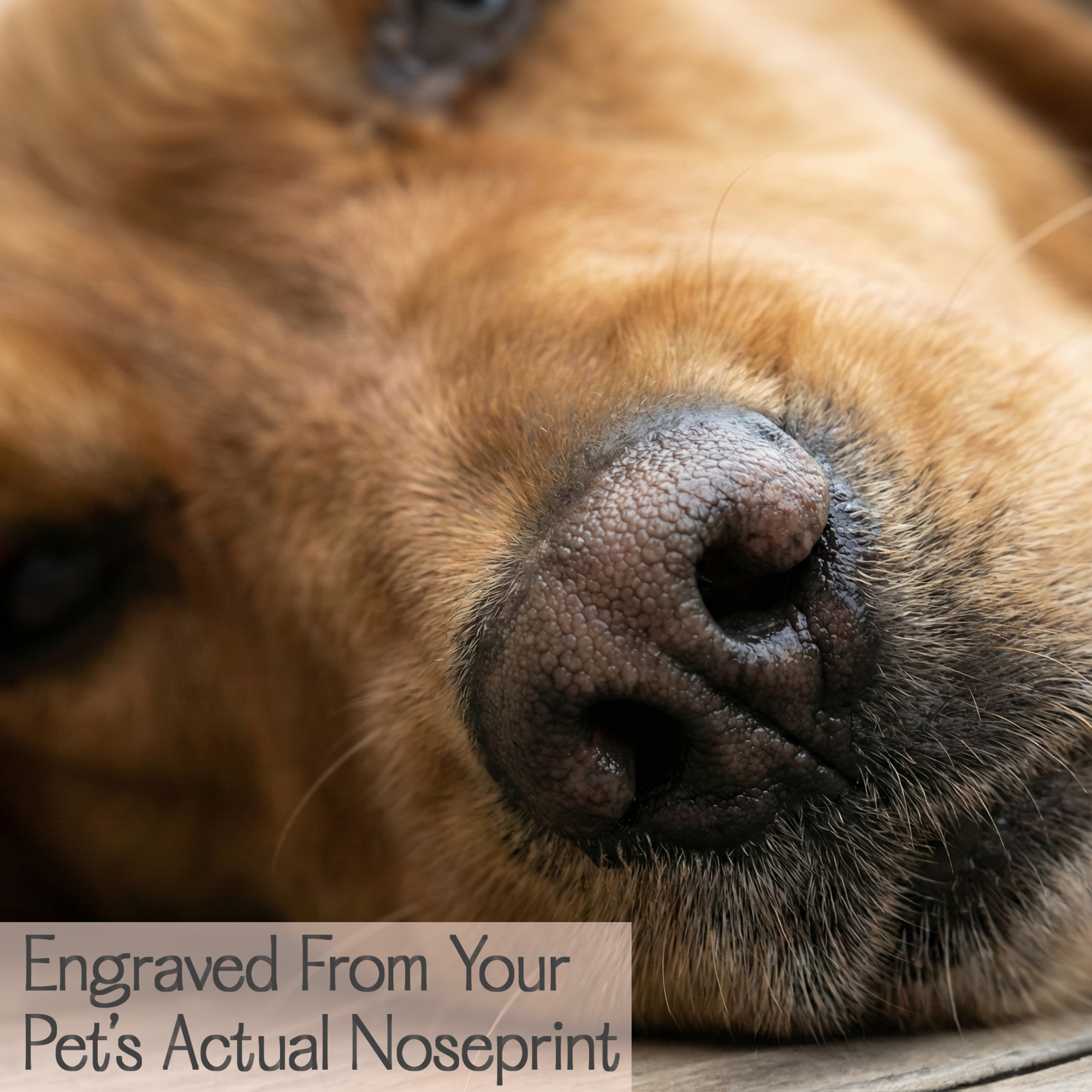 Close up photo of a dog’s nose used to create an engraved noseprint ring, highlighting how the ring is made from your pet’s real nose texture for true to life detail, ideal for custom pet memorial jewelry and rainbow bridge remembrance gifts, a thoughtful sympathy present for someone grieving a dog, with crisp laser engraving that captures fine texture and a smooth polished band designed for comfortable daily wear.