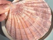 Mother of Pearl Cabochon Oval Ring